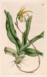 Ilustración de Aeranthes grandiflora